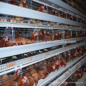 layer egg chicken cage/poultry farm house design for sale